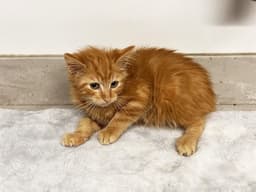 Sammy image 1