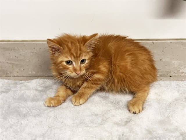 Sammy - Domestic Medium Hair