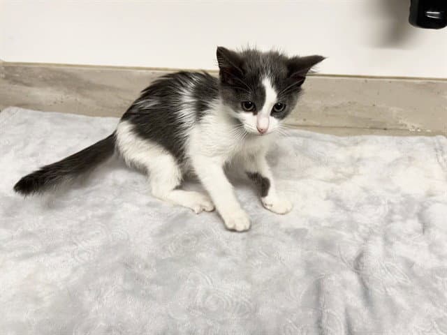 Sully - Domestic Short Hair