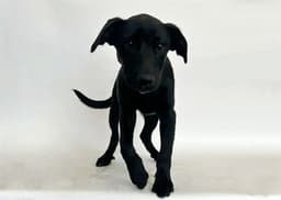 Milo image 1