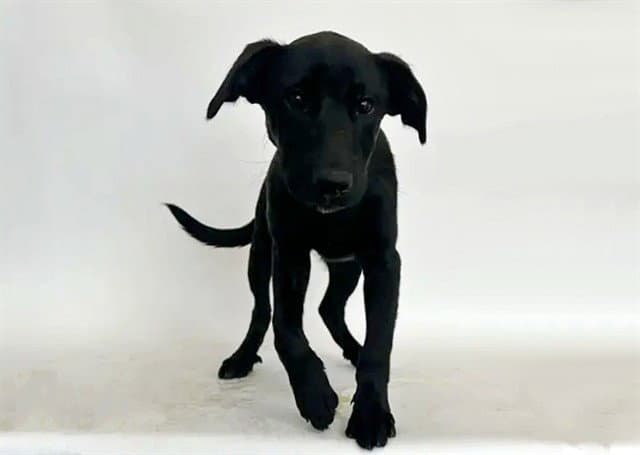 Milo - Labrador Retriever