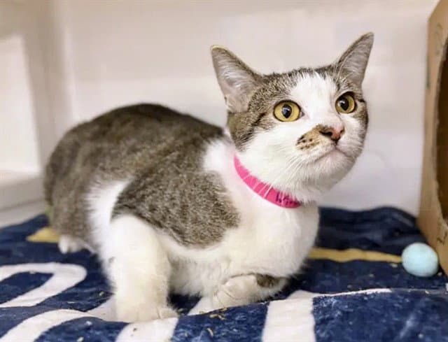 Winnie - Domestic Short Hair