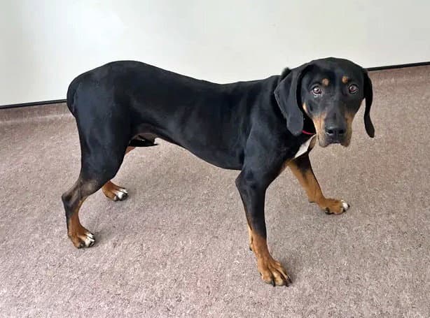 Duke - Rottweiler
