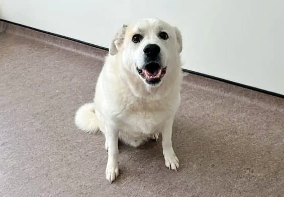 Texas Toast - Labrador Retriever
