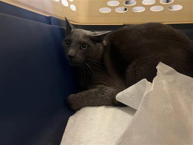 Darkness - Domestic Short Hair