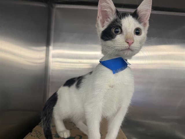 Yin - Domestic Short Hair