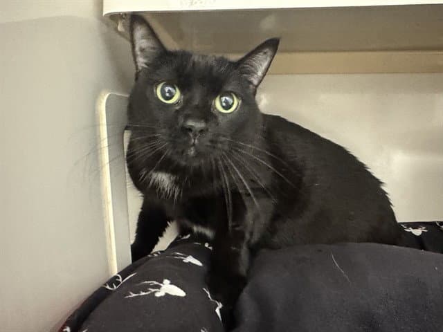 Baby - Domestic Short Hair