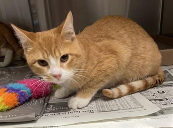 Rusty - Domestic Short Hair