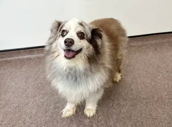 Finley - Australian Shepherd