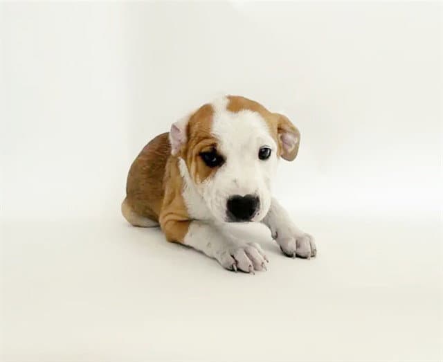 Corbin - Terrier