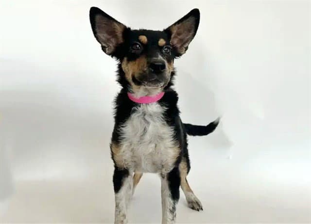 Ana - Australian Shepherd