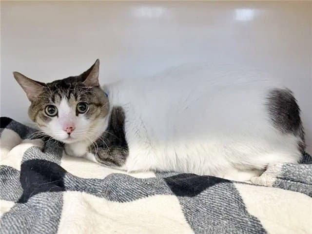 Miki - Domestic Short Hair