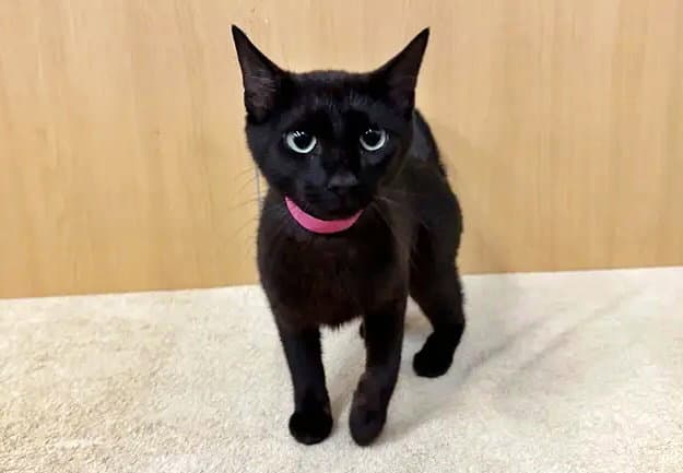 Janice - Domestic Short Hair