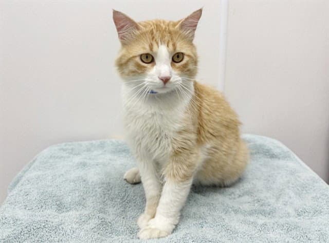 Theo - Domestic Short Hair