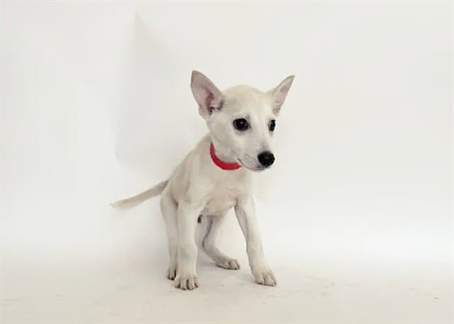Turkey - Terrier
