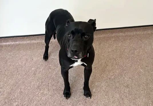 Sesame - Pit Bull Terrier