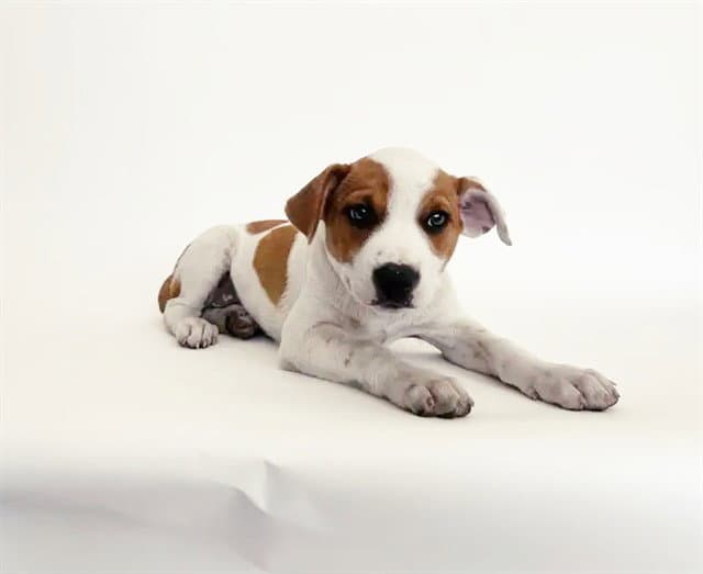 Parmida - Terrier