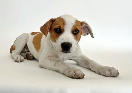 Parmida - Terrier