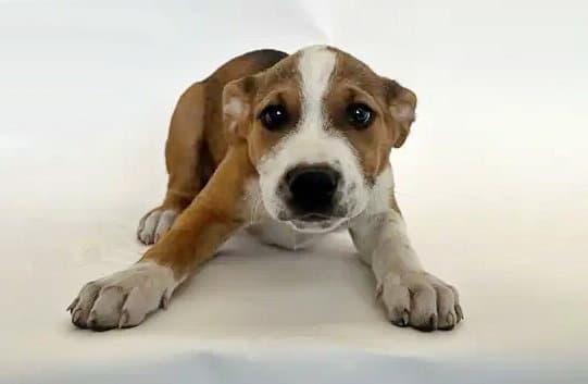 Bryce - Terrier