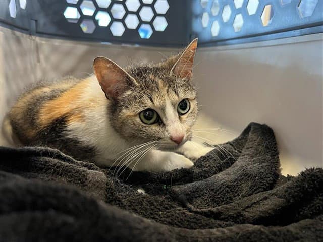 Tatiana - Domestic Short Hair