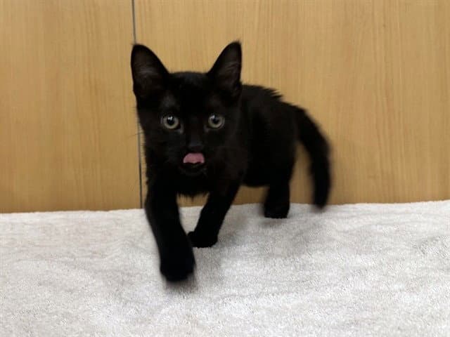 Elwood - Domestic Short Hair