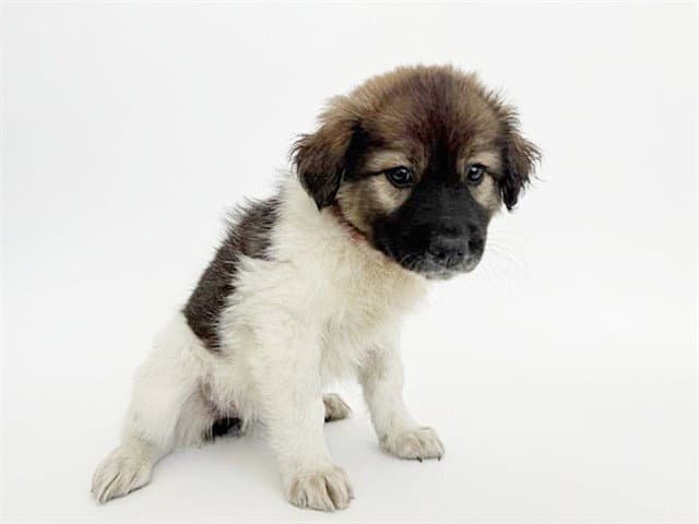 Ally - German Shepherd Dog