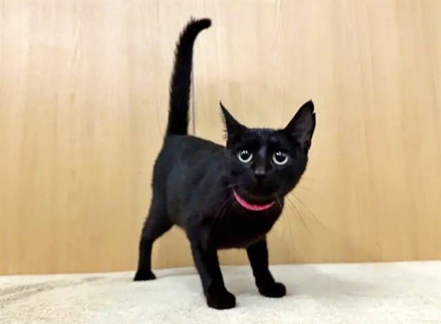 Dory - Domestic Short Hair