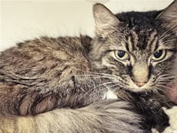 Iggy image 1