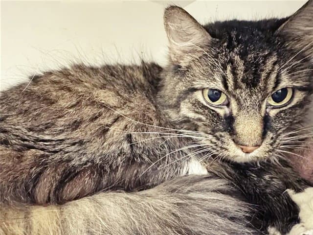 Iggy - Domestic Short Hair