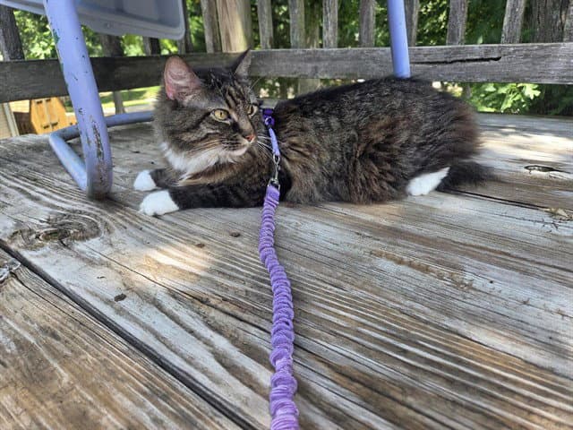 Iggy - Domestic Short Hair