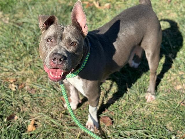 Abby - Pit Bull Terrier