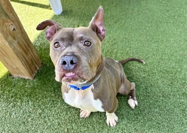 Abby - Pit Bull Terrier