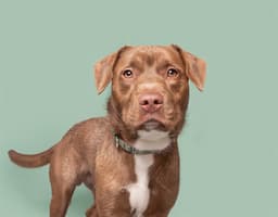 Tyson image 1