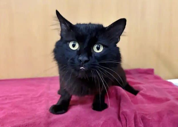 Waylon - Domestic Medium Hair