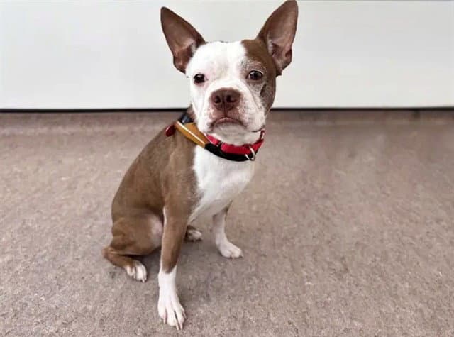 Bingo - Boston Terrier
