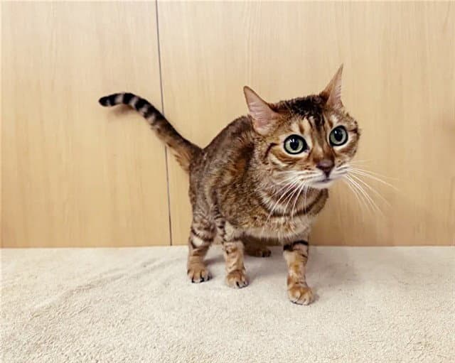 Ellie - Domestic Short Hair