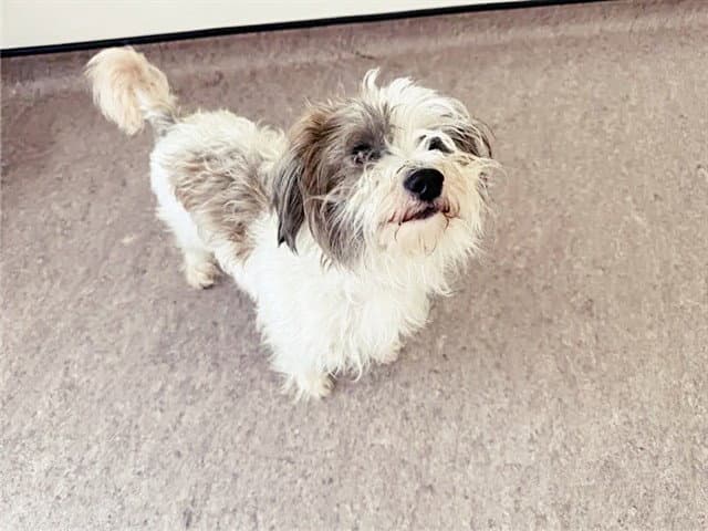 Chris - Lhasa Apso
