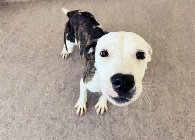 Marshall - Terrier