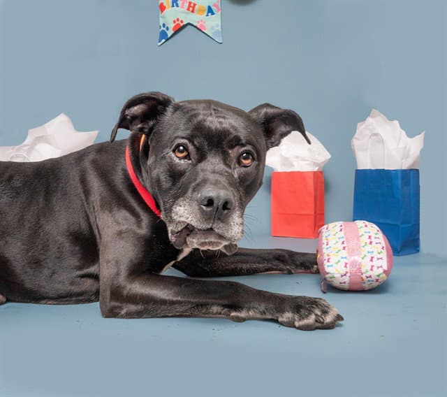 Diesel - Pit Bull Terrier