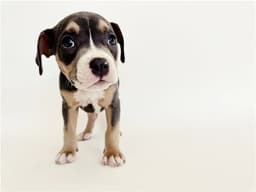 Dutchess image 1