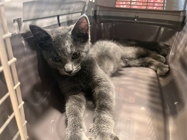 Dorsey - Domestic Short Hair