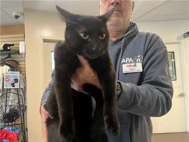 Houdini - Domestic Short Hair