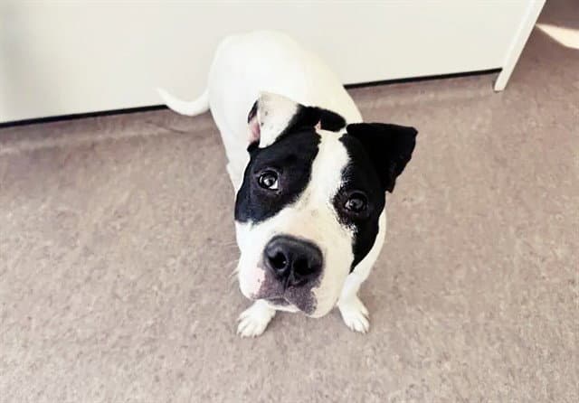 Bebe - Pit Bull Terrier