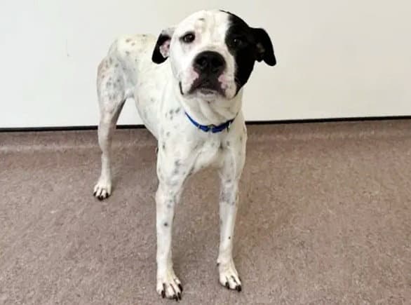 Bella - American Bulldog