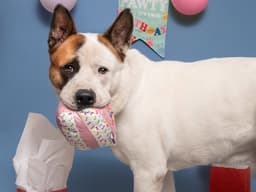 Boomer image 1