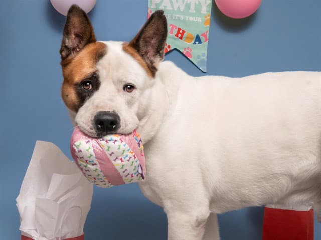 Boomer - Akita