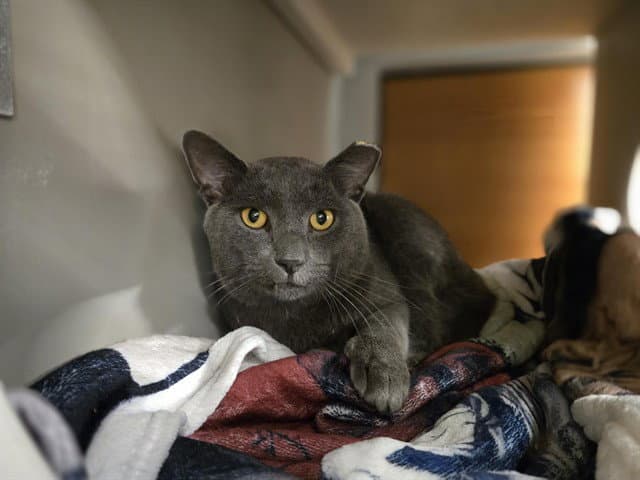 Darkness - Domestic Short Hair
