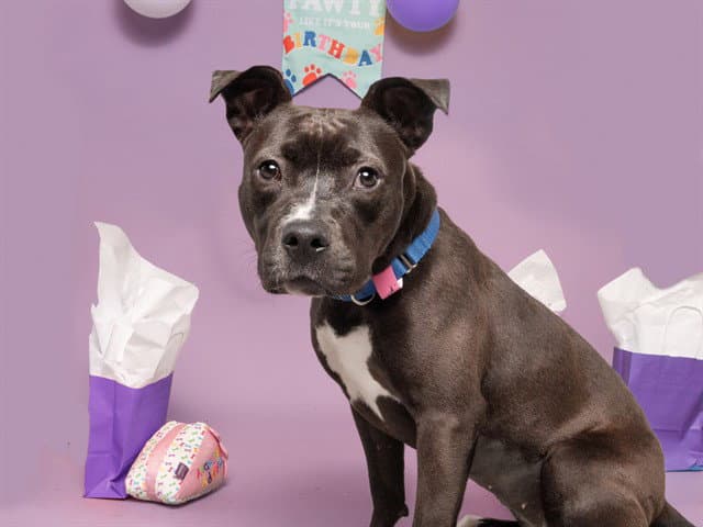 Watson - Pit Bull Terrier