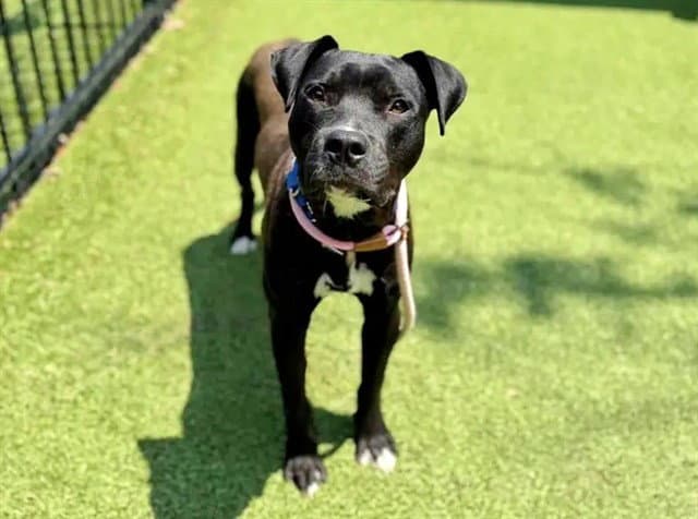 Otto - Pit Bull Terrier