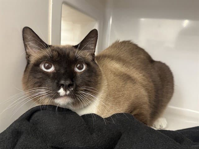 Teddy Bear - Siamese